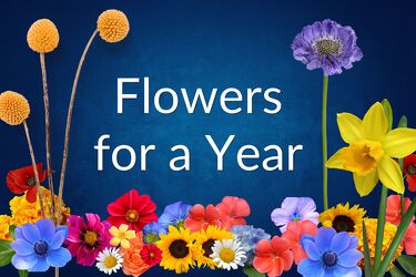 Flowers for a Year (Floral Subscription) from Mona's Floral Creations, local florist in Tampa, FL