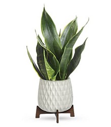 Growing Art Sansevieria Plant from Mona's Floral Creations, local florist in Tampa, FL